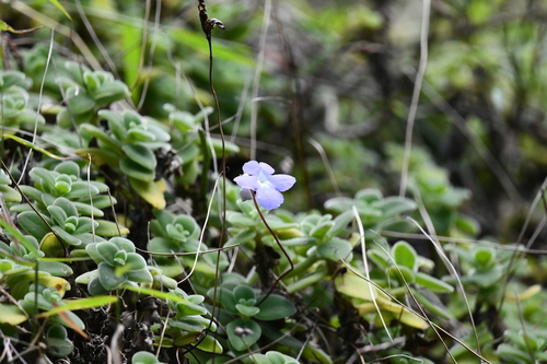 Foto de Violeta Pendente
