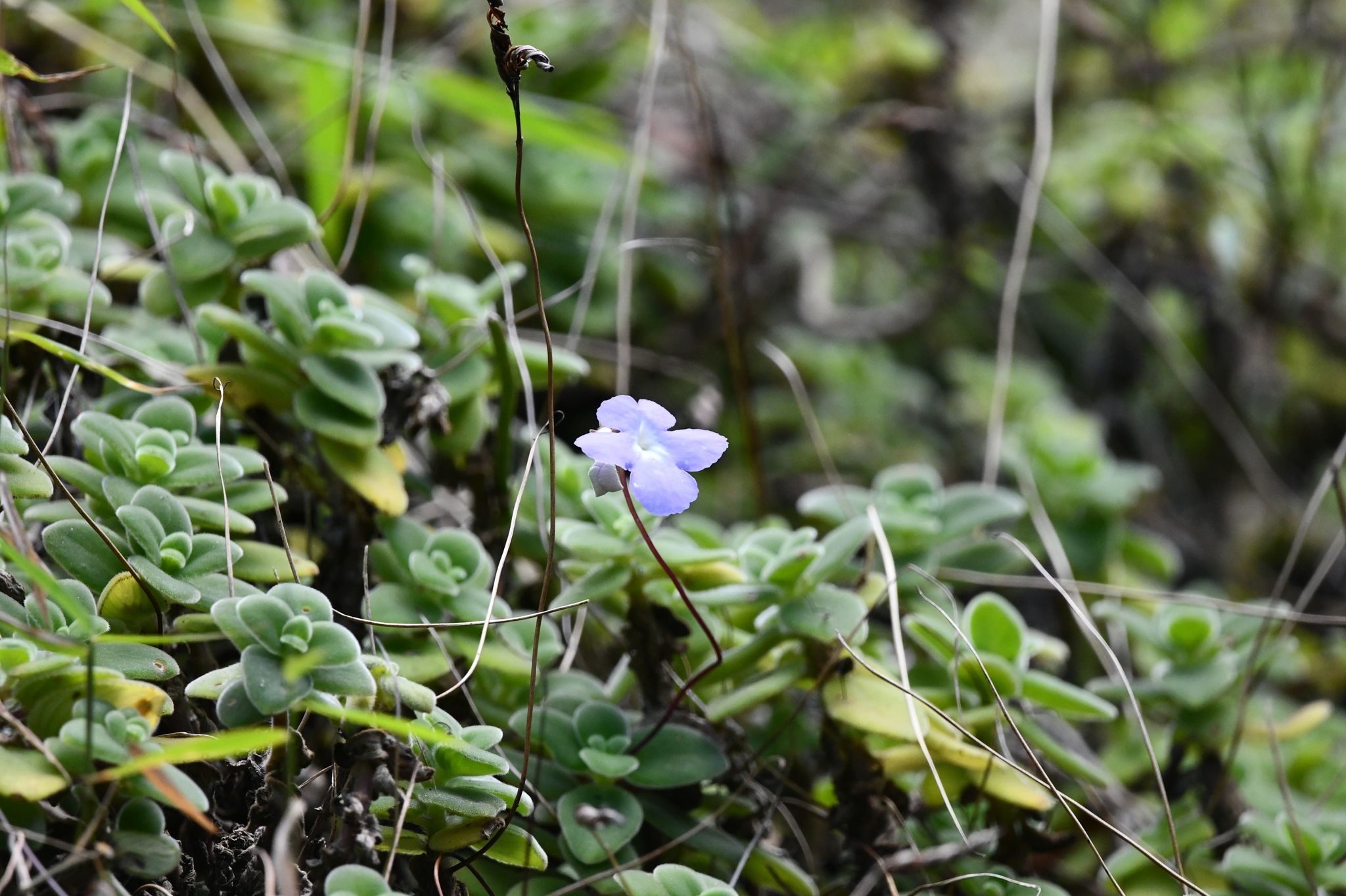 Imagem de Violeta Pendente