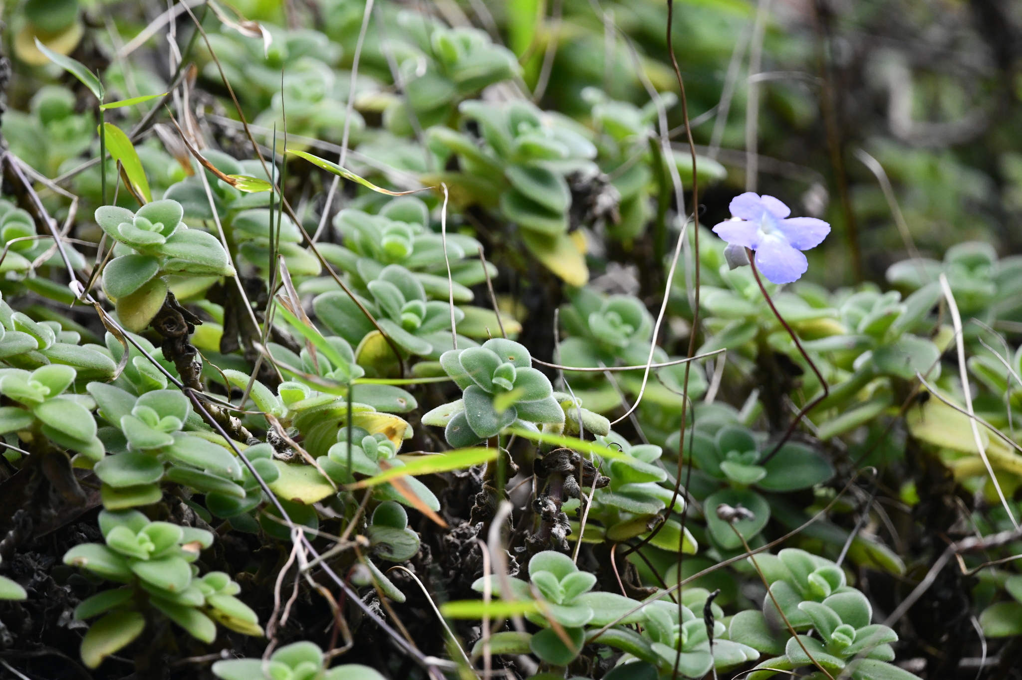 Imagem de Violeta Pendente