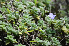 Streptocarpus saxorum image