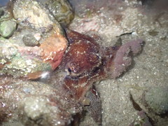 Image of Octopus fitchi