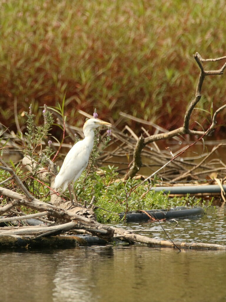 Cattle Egret From On September 1 2023 At 10 48 AM   Large 