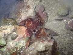 Octopus fitchi