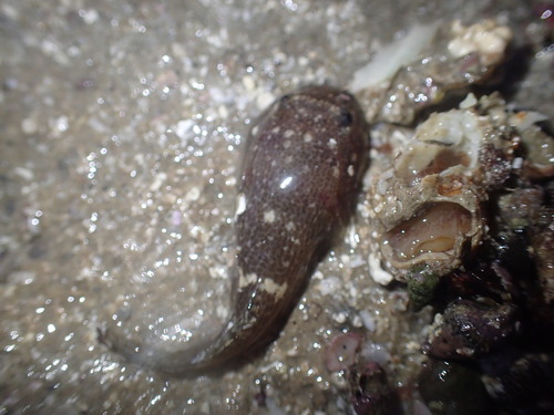Bearded clingfish (Gobiesox papillifer) — Gobiesocidae — 3