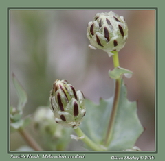 Malacothrix coulteri