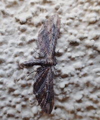 Eupithecia subapicata