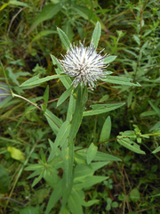 Cirsium coryletorum