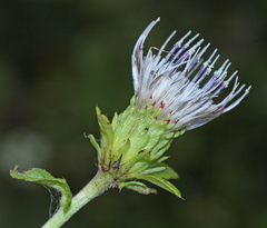 Cirsium coryletorum