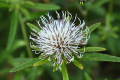 Cirsium coryletorum