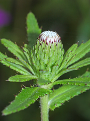 Cirsium coryletorum