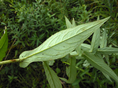 Cirsium coryletorum