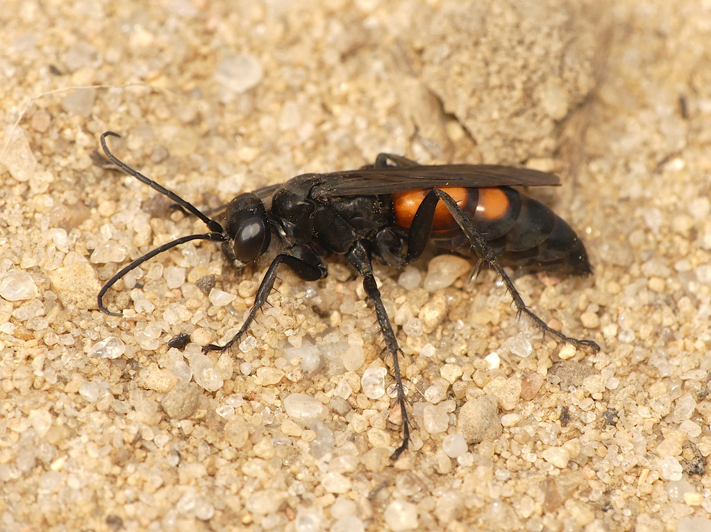 Black-banded Spider Wasp, photo 1 of 10
