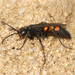 Black-banded Spider Wasp - Photo (c) Mateusz Sowiński, some rights reserved (CC BY-NC), uploaded by Mateusz Sowiński