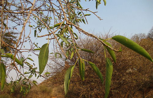 Ficus cordata subsp. salicifolia image