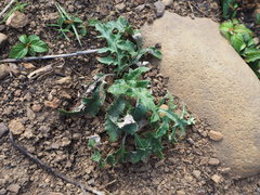 Echinops grijsii