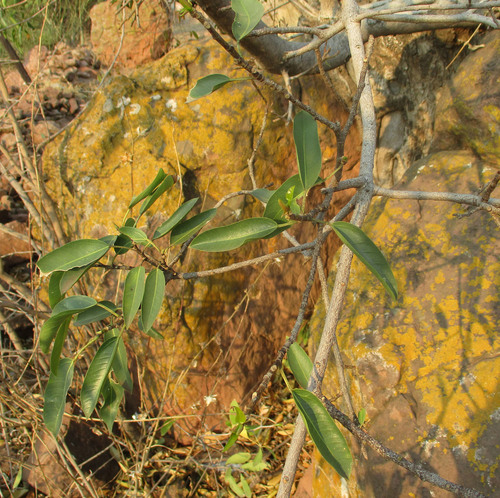 Ficus cordata subsp. salicifolia image