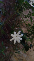 Jasminum elongatum
