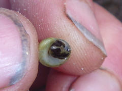 Micrelenchus tessellatus