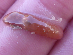 Taeniogyrus dunedinensis