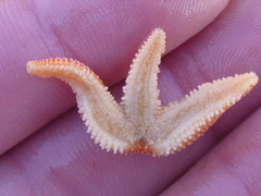 Allostichaster insignis