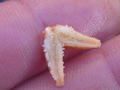 Allostichaster insignis