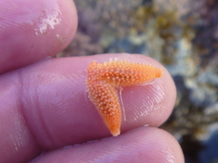 Allostichaster insignis