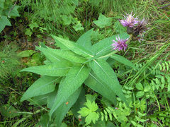 Cirsium helenioides