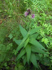 Cirsium helenioides