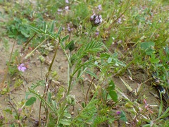 Astragalus didymocarpus didymocarpus