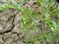 Apiastrum angustifolium
