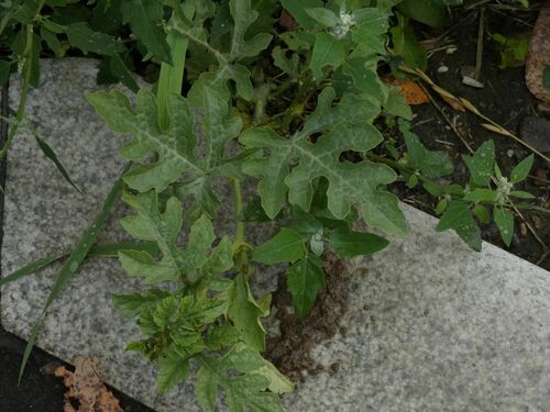 Наблюдение на iNaturalist