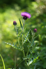 Cirsium maackii