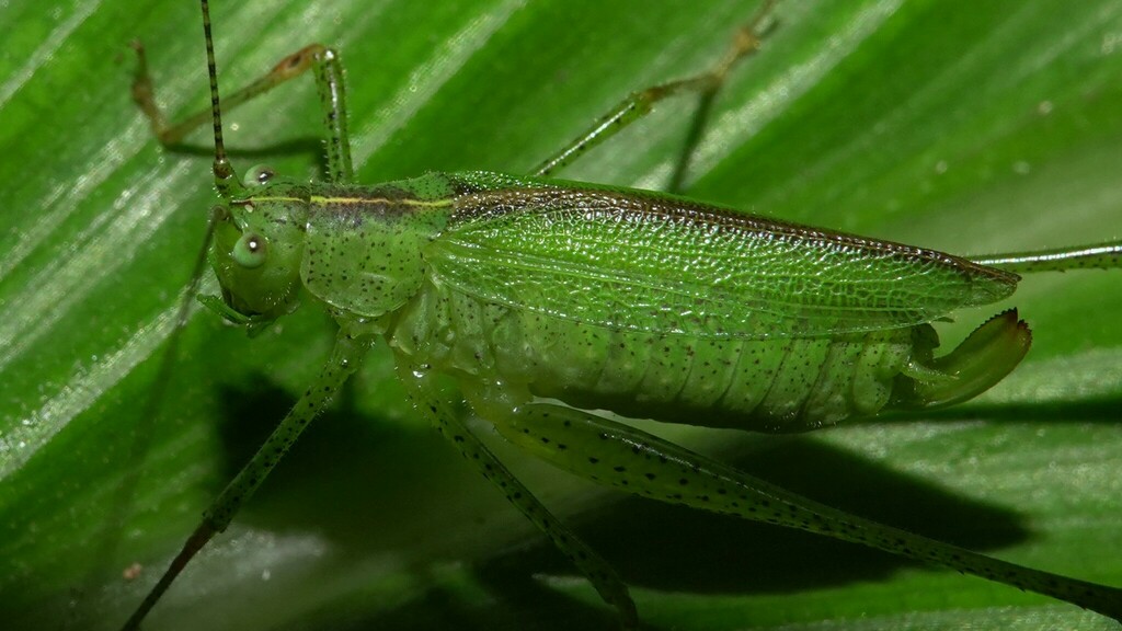 Letana bilobata