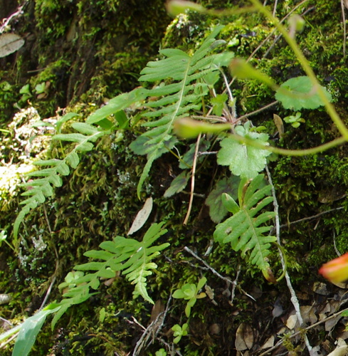 iNaturalist observation photo of polypody ferns
