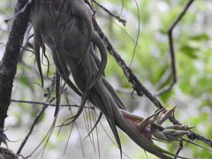 Tillandsia seleriana