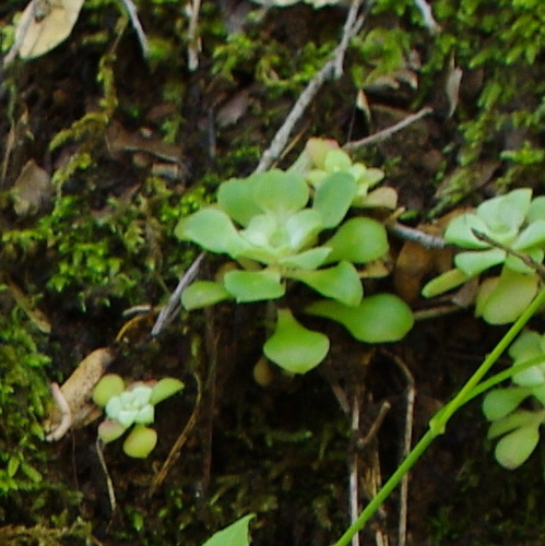 iNaturalist observation photo of Broad-leaved Stonecrop