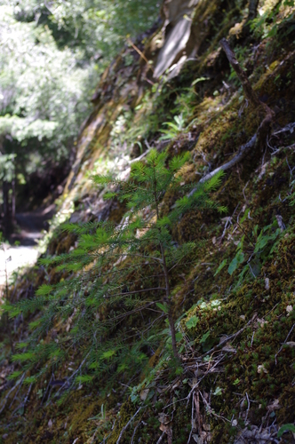 iNaturalist observation photo of Douglas-fir