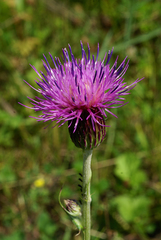 Cirsium maackii
