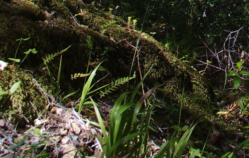 iNaturalist observation photo of California sweet grass