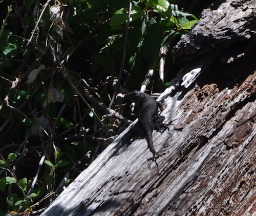 iNaturalist observation photo of Western Fence Lizard