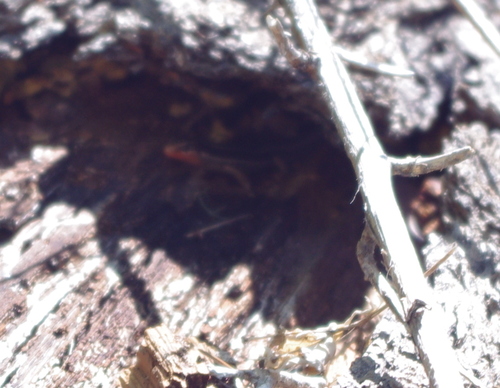 iNaturalist observation photo of Western Skink