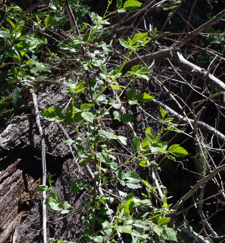 iNaturalist observation photo of whitebark raspberry