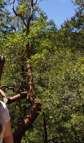 iNaturalist observation photo of Pacific madrone