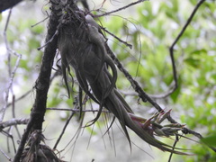 Tillandsia seleriana