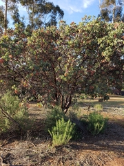 Arctostaphylos glauca