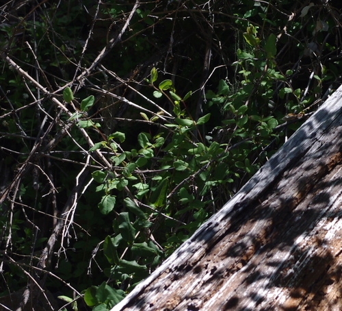 iNaturalist observation photo of Pink Honeysuckle