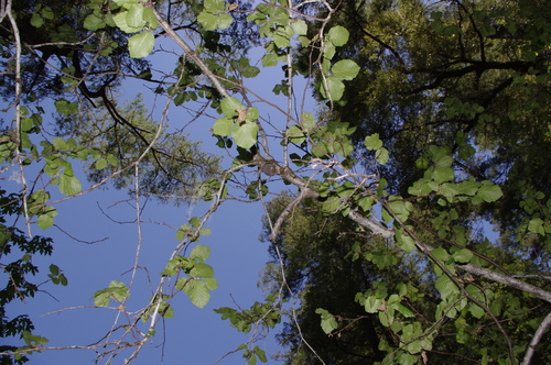 iNaturalist observation photo of beaked hazelnut
