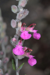 Teucrium marum
