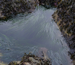 Phyllospadix scouleri