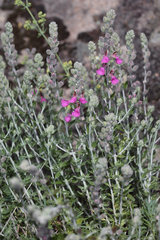 Teucrium marum